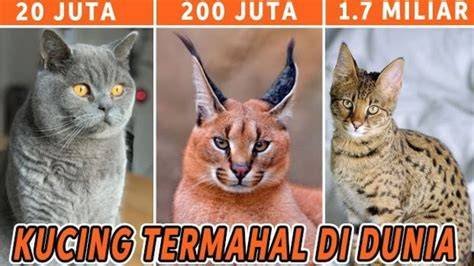 Mau Tahu Kucing Mewah? Simak Top 3 Daftar 10 Ras Kucing Termahal di Dunia Beserta Harga Fantastisnya