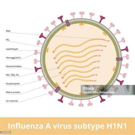 Mengenal Lebih Dekat H1N1pdm09, Strain Influenza A yang Kini Memimpin Lonjakan Kasus di Indonesia