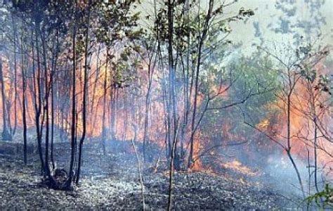Hutan Terbakar Memaksa Satwa Liar Mengungsi, Pemerintah RI Diminta Siapkan Jalur Evakuasi Aman untuk Flora dan Fauna
