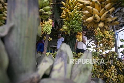 Lebih dari 300 jenis pisang tersimpan di Indonesia; gen unggulnya diburu ilmuwan sebagai solusi adaptasi menghadapi krisis iklim yang mendesak