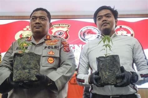 Pengungkapan Tanam 21.400 Pohon Ganja oleh Bos OPM Egianus Kogoya di Yahukimo Memicu Kontroversi Nasional