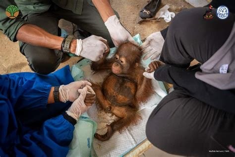 BKSDA bersama YIARI Kalimantan Barat evakuasi tiga orangutan yang terdampak kebakaran hutan dan lahan, upaya penyelamatan satwa